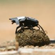 Illustration for article titled Dung Beetles Use the Milky Way for Navigation